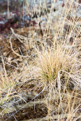 Fototapeta premium Tuft of dry grass