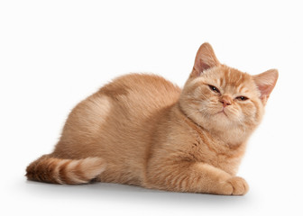 Cat. Small red british kitten on white background