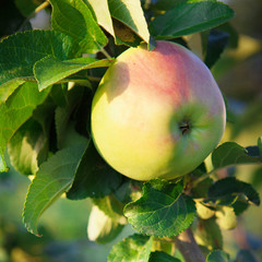 Red apples on apple tree branch, selective focus.
