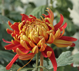 orange and yellow chrysanthemum flower