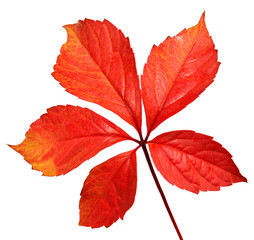 Beautiful autumn tree branch