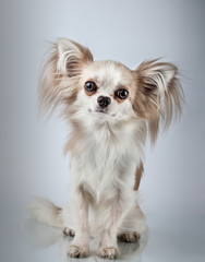 Longhair chihuahua. Small dog sitting, looking at the camera