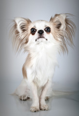 Longhair chihuahua. Small dog sitting, looking at the camera