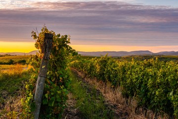Hungarian vineyard, Eger, Hungary - 72492223