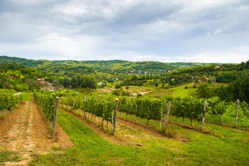 Fototapeta na wymiar Hungarian vineyard, Villany, Hungary