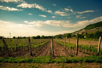 Fototapeta na wymiar Hungarian vineyard, Somlo, Hungary