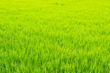Obraz na płótnie Canvas image of rice field
