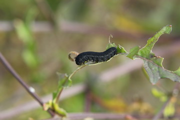 Sawfly Caterpillar