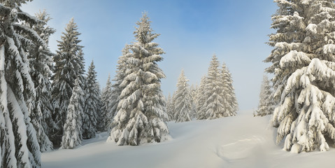 Snow-covered trees in forest