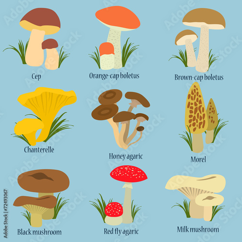 "Collection of mushrooms with names in flat design" Stock image and