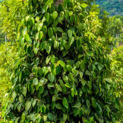 closeup of fresh green leaves pepper (Piper Nigrum)  in India, K