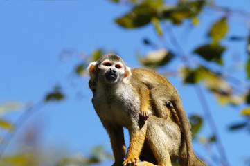 Femelle Saïmiri et son bébé sur le dos