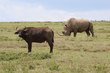 Fototapeta na wymiar Nashorn und Büffel