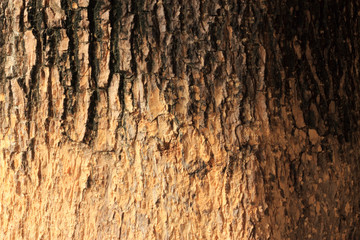 Tree bark texture
