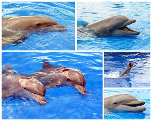 Obraz premium Delfin-Collage