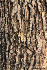 Tree bark texture