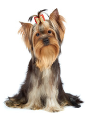 Dog with tilted head