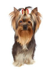 Dog stands and looks