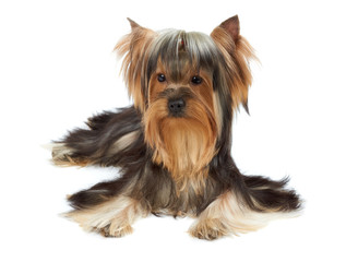 Yorkie with bang of hair