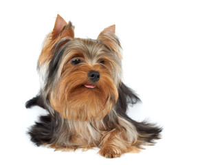 Yorkshire Terrier posing