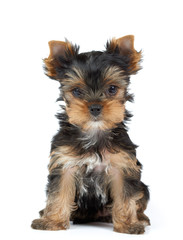 Small Yorkshire Terrier