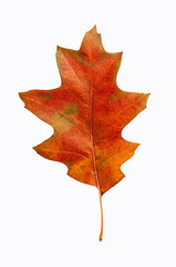 Oak leaf