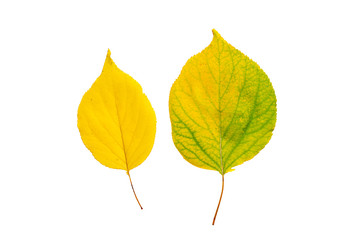 Linden leaf