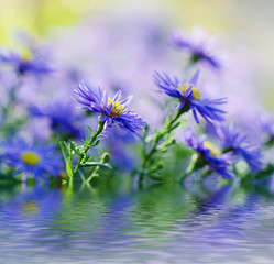 Fototapeta premium Violet flowers