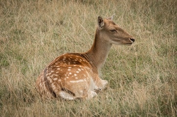 Fallow deer