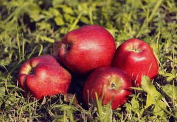 Apples lying in the grass