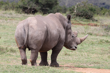 Nashorn von hinten