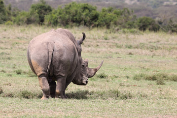 Nashorn von hinten