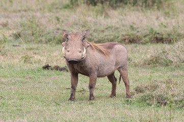 stehendes Warzenschwein