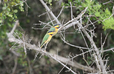 Bee eater