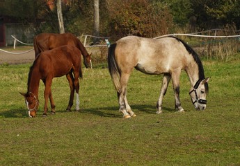 Horses on a farm in a summer meadow - october