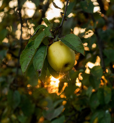 hanging apple in sunset rays