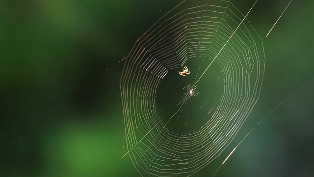 Spider building a web, time lapse