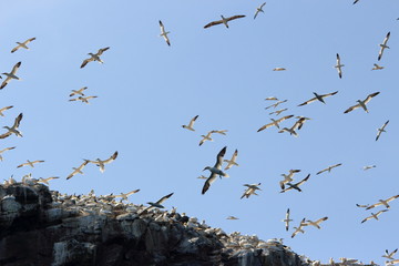 uccelli sula bassana mare del nord isole scozia