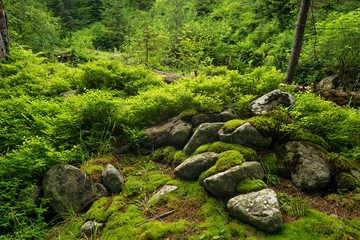 Forest as background. Natural background
