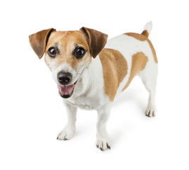 Fototapeta na wymiar Smilling Dog Jack Russell Terrier in full growth