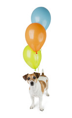 Cool happy dog and party balloons