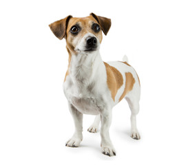 Dog Jack Russell Terrier in full growth