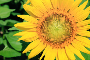 Closeup of Sunflower