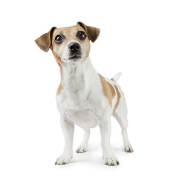 Beautiful Dog Jack Russell Terrier in full growth