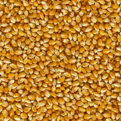 Corn Grains of  Close Up Background.