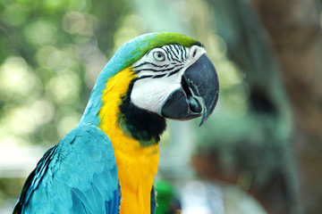 Colourful parrot bird