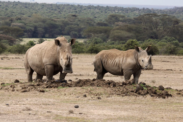 Obraz premium zwei Nashörner