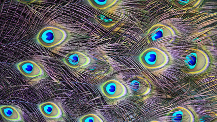Obraz premium Textures and colors of the peacock