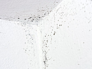 Unhealthy mould, mold in house, condensation. Detail.