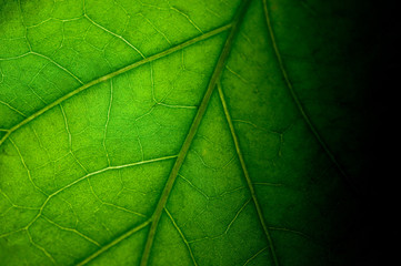 Green leaf